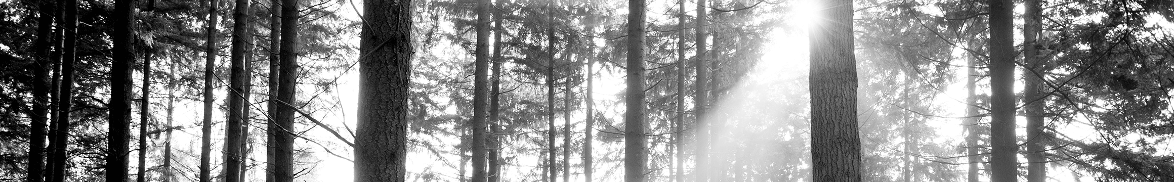 Forest-Bw
